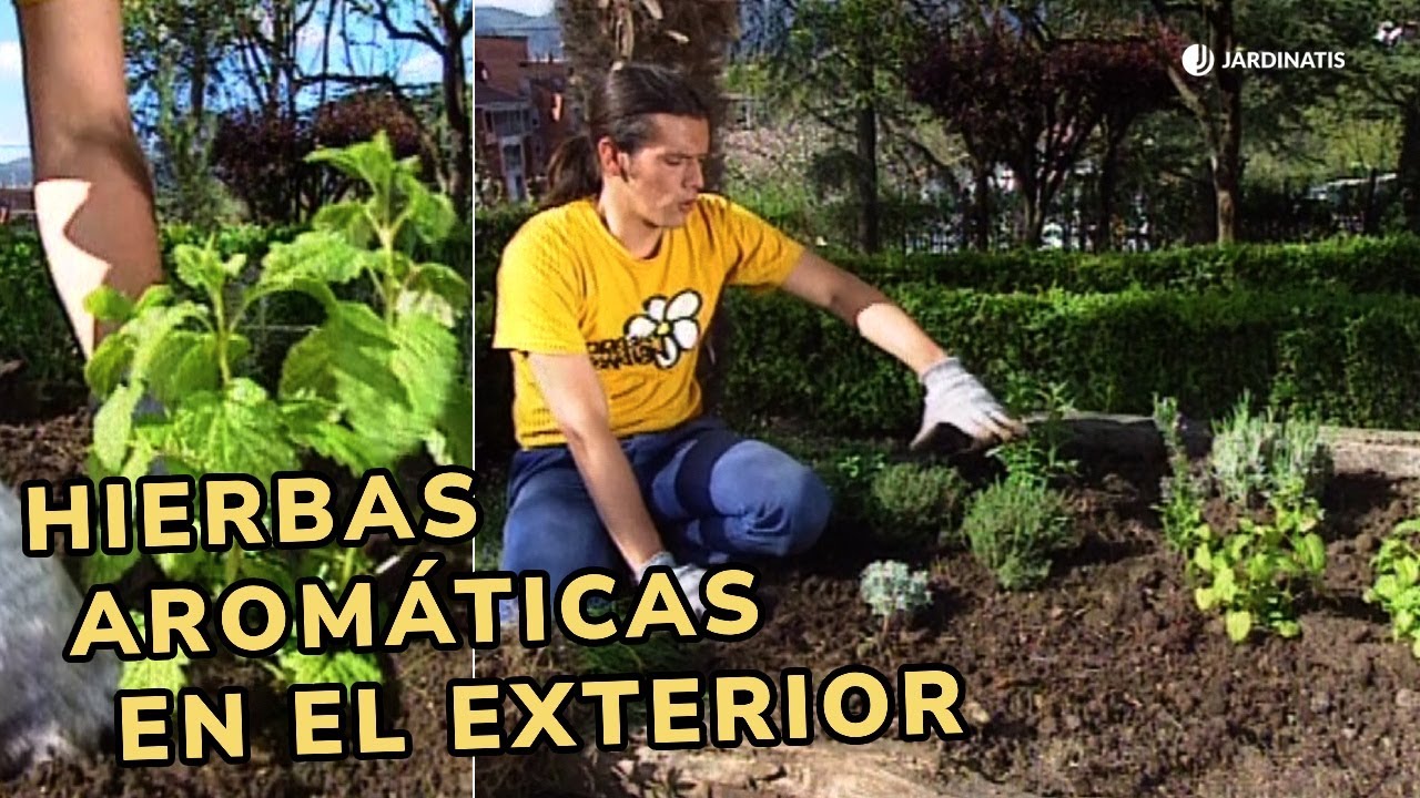 Guía Definitiva para Crear un Jardín de Hierbas Aromáticas en Casa